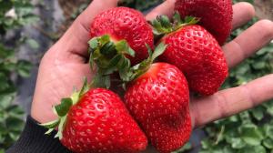 Клубника "КРАПО-10" ремонтантная (6 шт.)